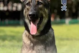 警汪集合！中国警犬犬种速览图片