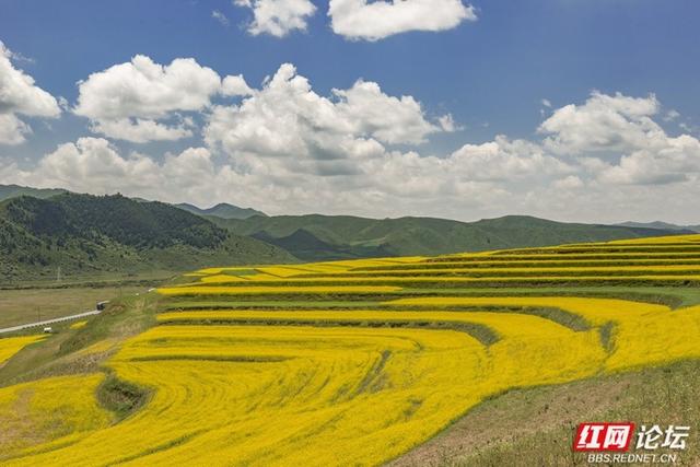 高原之上，金黄一隅教我发现旅行的意义