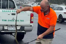 高速路上澳洲司机惊魂：最毒虎蛇爬到她腿上！蛇类专家：能安全离开是个奇迹图片