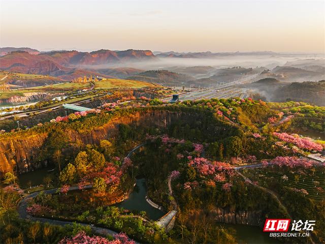 【每日一图@湖南】雾锁茶山樱未醒，半是云霞半是花
