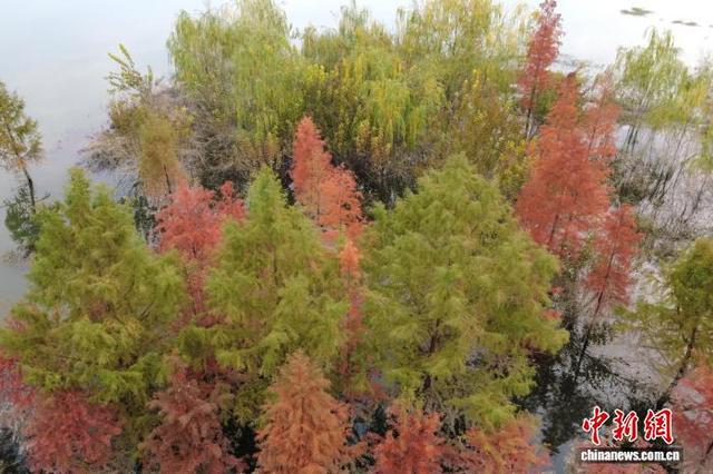 重庆开州汉丰湖国家湿地公园水中彩林美如画