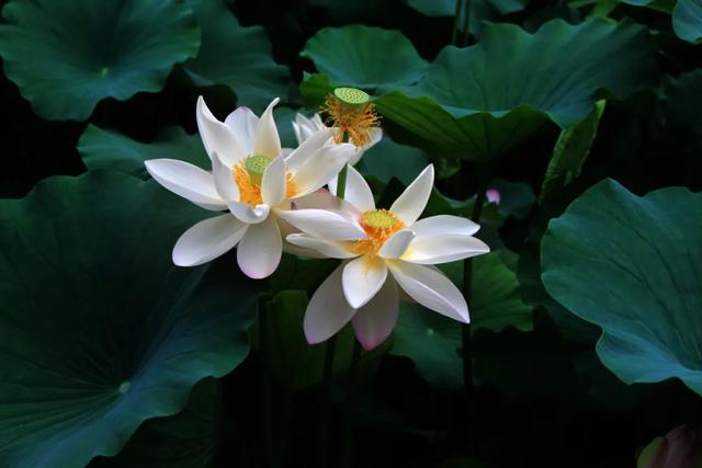 “荷”尔蒙爆表，这夏可好了！