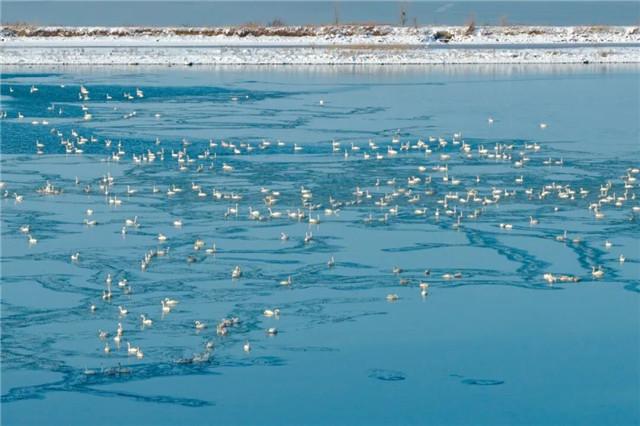 落雪的那香海，是冬日路过人间的情书