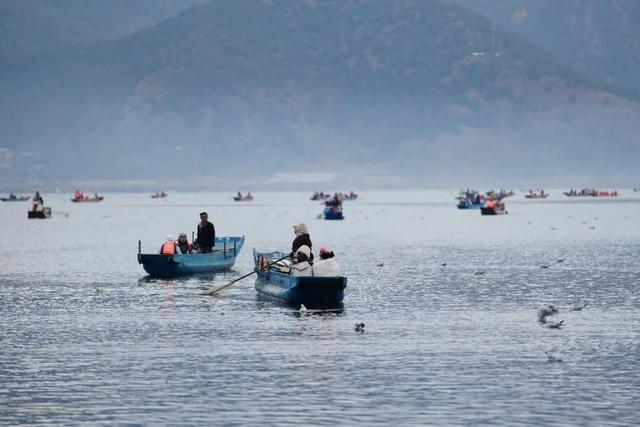 泸沽湖冬日限定浪漫：乘猪槽船，赴一场红嘴鸥之约
