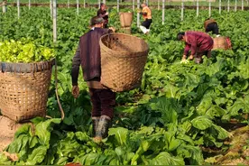 寒冬腊月“丰”景正好——四川冬季蔬菜产业发展见闻图片