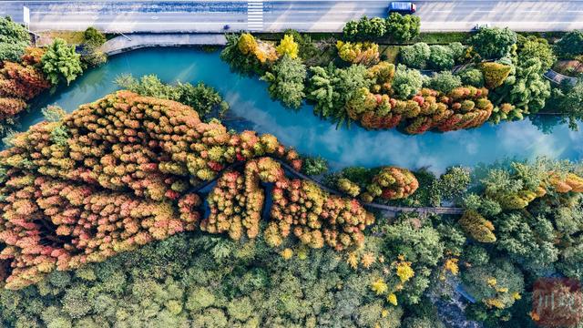 C视觉︱成都这片“水上森林”美到窒息 错过再等一年