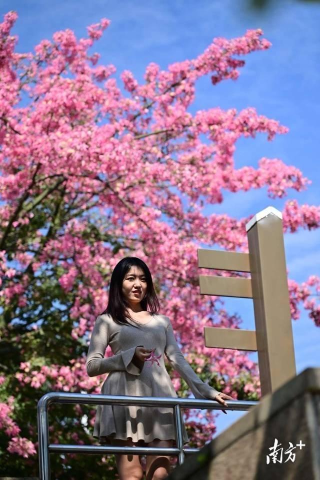 粤享暖冬！异木棉花海暴击，网友：请北方朋友看过来