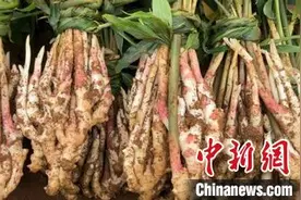 湖南江永万亩香姜抢鲜上市图片