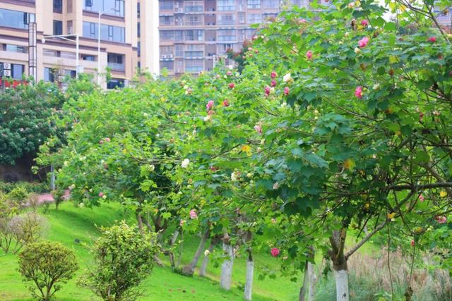 藏在西充城里的“芙蓉秘境”！千余亩美景承包你的秋日浪漫