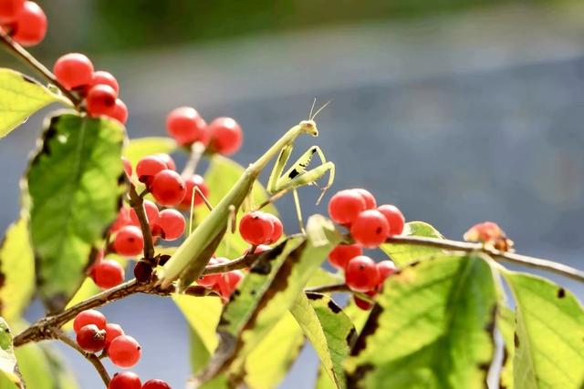 新视界｜静谧而美丽！济南的秋天美景欣赏