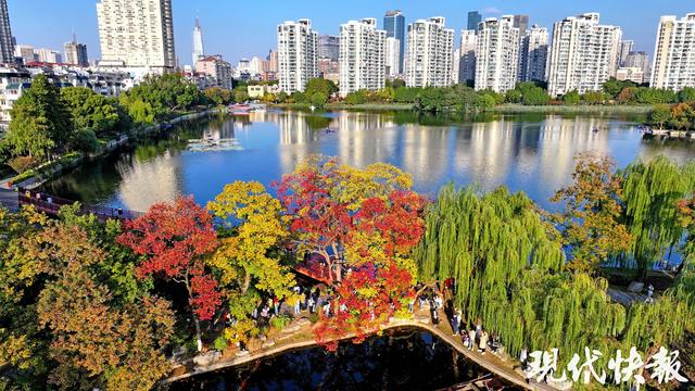 南京莫愁湖“网红”乌桕，层层叠叠的斑斓把秋意拉满