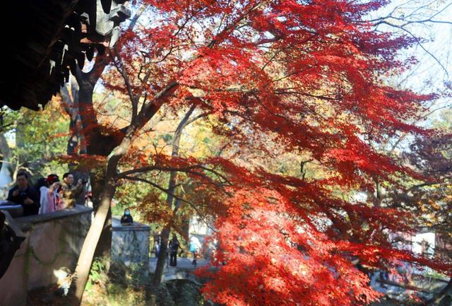 江苏苏州：虎丘“枫”景迷人