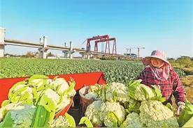 冬季蔬菜喜丰收 田间地头采摘忙图片