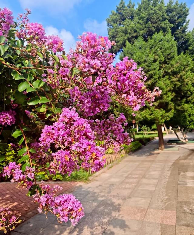 绝绝“紫”！又是被紫薇花硬控的夏天