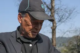 西湖龙井茶正式开采图片