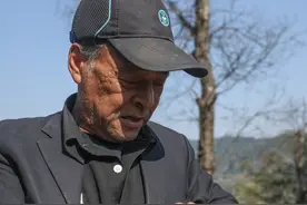 西湖龙井茶正式开采图片