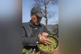 西湖龙井茶正式开采图片
