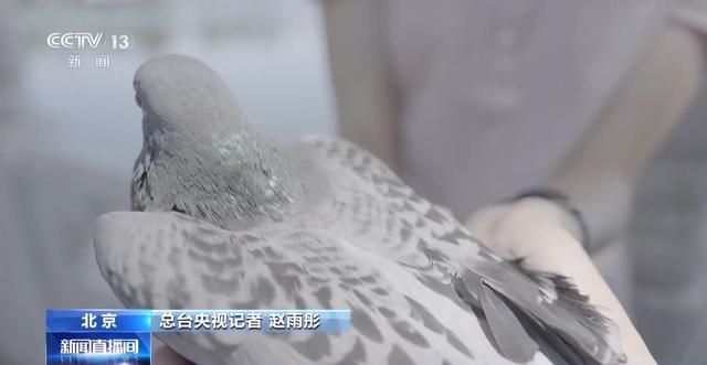 90秒放飞8万羽和平鸽 支持浪漫一幕的是背后的“硬核科技”
