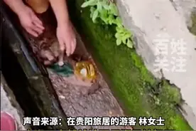 女子救下猕猴带回家养了半年，多方回应：涉刑事案件图片