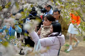 山东青岛：首届“青岛赏花节”启幕图片