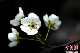 四川金川梨花绽放引游人图片