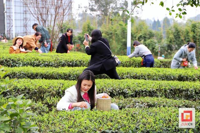 春天就要上茶山！来荣县，饮一口最早的春日鲜醇