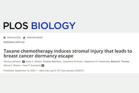 发现紫杉醇唤醒休眠癌细胞的机制！科学家发现，紫杉醇类化疗会诱发基质损伤，导致乳腺癌细胞从休眠中“复苏”丨科学大发现图片