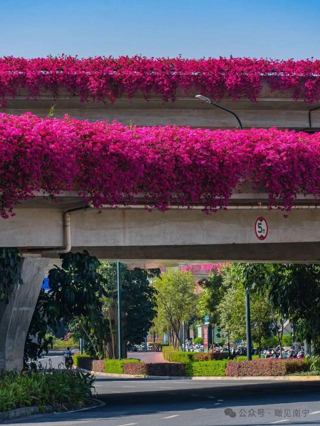 秋染良庆！异木棉粉、三角梅艳，这片土地藏着最缤纷的秋日浪漫
