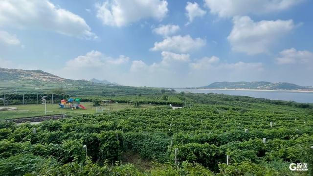 观海晨报 | 第39届中国·大泽山葡萄节本周六启幕；青岛地铁15号线再传新进展
