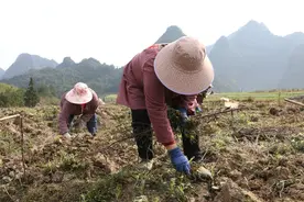 荔波白岩村：春意正“农”时 百香果基地备耕忙图片