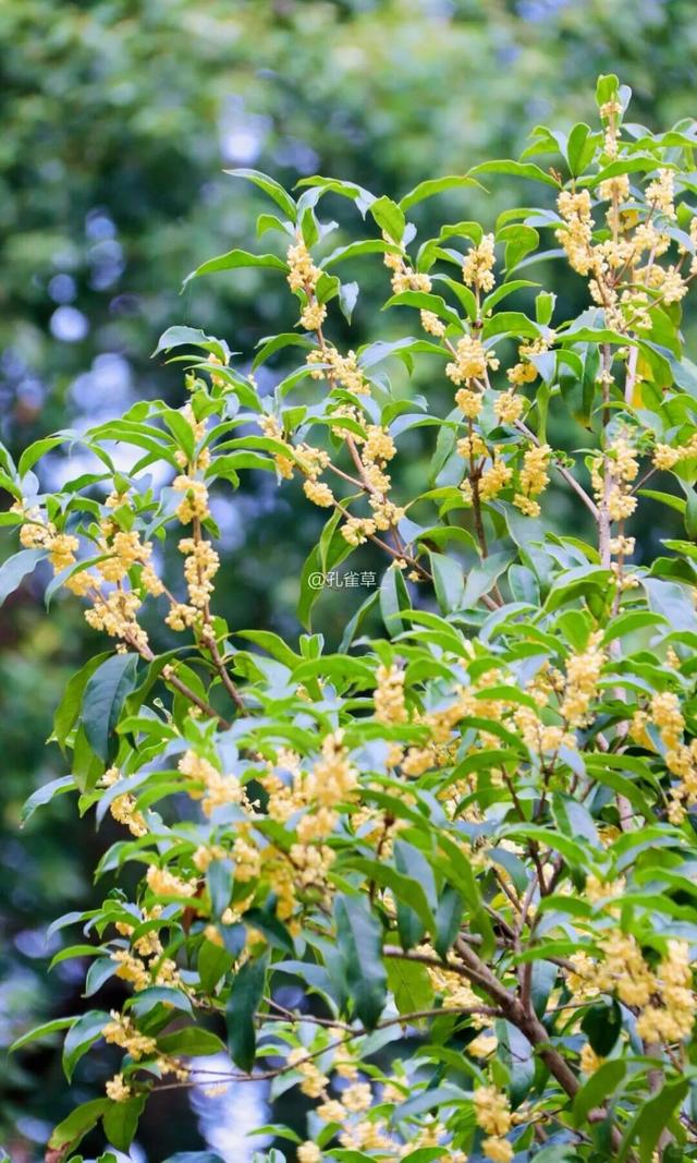 秋日限定“双骄”：从赏到玩转的完整攻略！