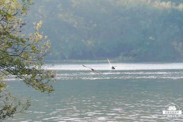 12.07 独立营｜冬日寻羽记：解码西湖候鸟的越冬密码！鸟类专家带队，探秘茅家埠“鸟类天堂”，体验听声辨鸟、飞羽寻踪的野趣周末！