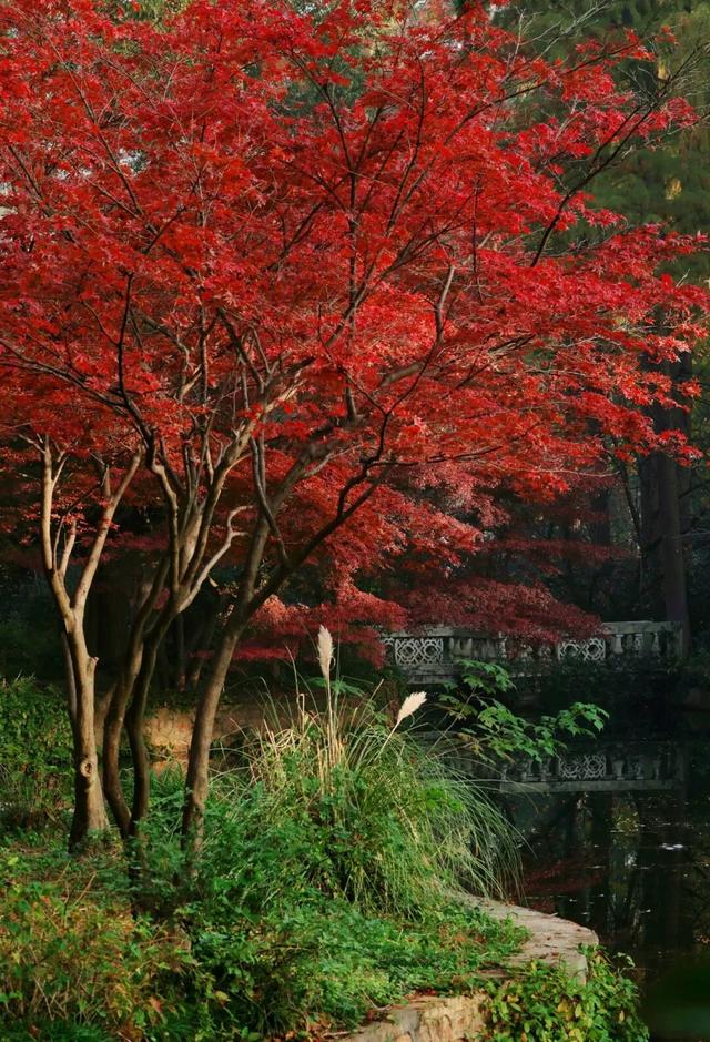 征集！武汉市民文旅大讲堂邀您共赴武汉植物园，开启一场冬日自然之约