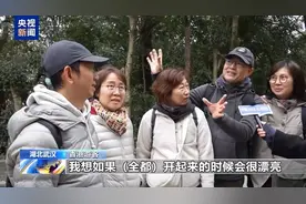 武大樱花季上线三条新线路 志愿者引导逛校园图片