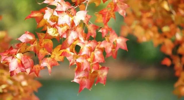 红枫“进度条”拉满，这些打卡地快收好！