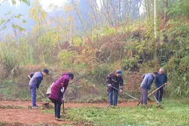 四川自贡：莲花镇沙溪村折耳根丰收 助力村民增收致富图片