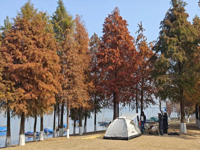 大寒游清城：红杉、花海、甜果，品尽冬日三味