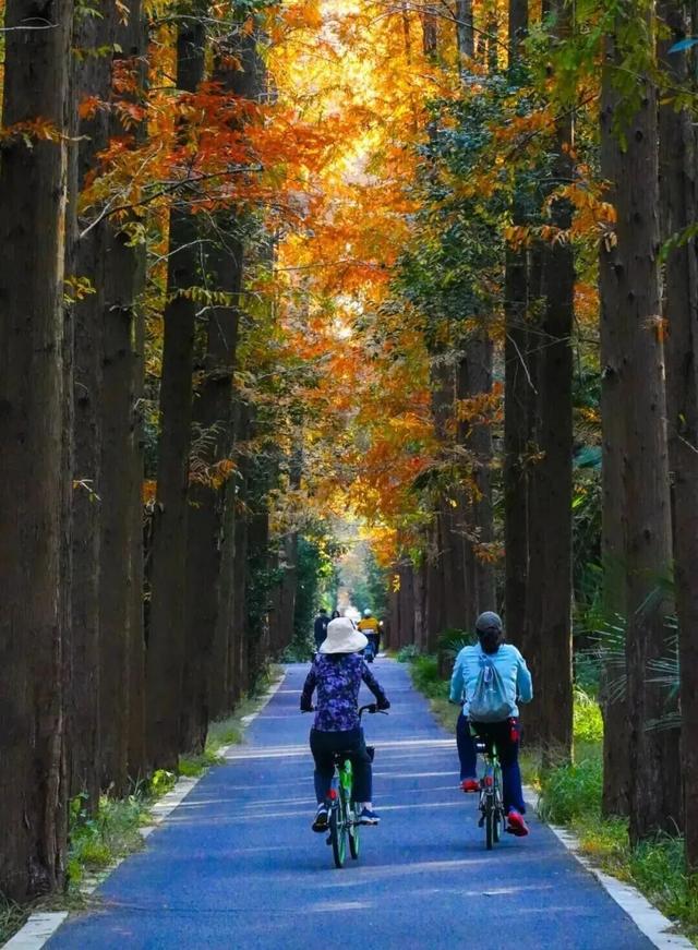 元旦解锁崇明，超多活动等你来