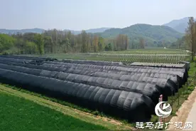 驿城区蚁蜂镇：淫羊藿种出致富“良方”图片