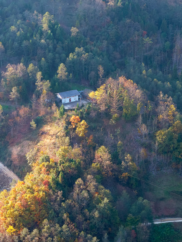 青睐绵阳 ‖ 云端公路 层林尽染！初冬驾游平武药丛山，限定版的视觉盛宴~