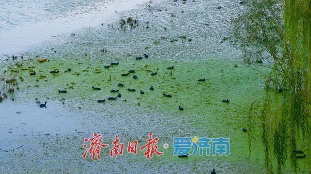 一年四季 泉在济南丨睦里闸迎来“贵客” 上百只白骨顶鸡栖息觅食成生态美景