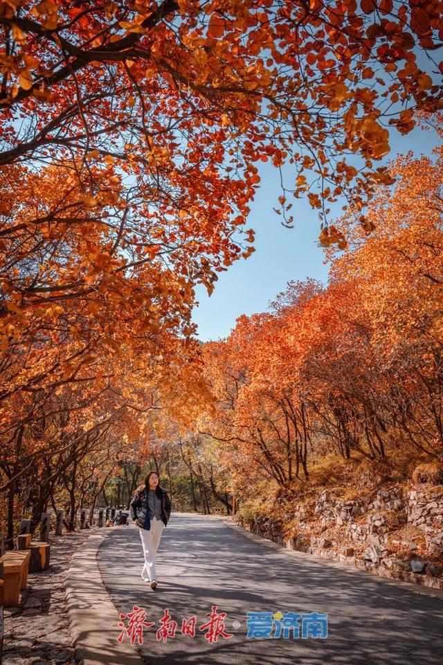 济南红叶谷：满山红遍燃秋意，层林尽染醉游人