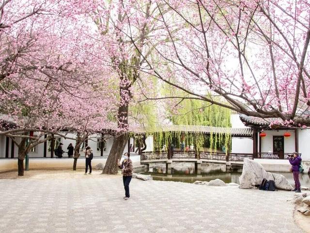 梅花盛放！京城“梅园”汇总来了