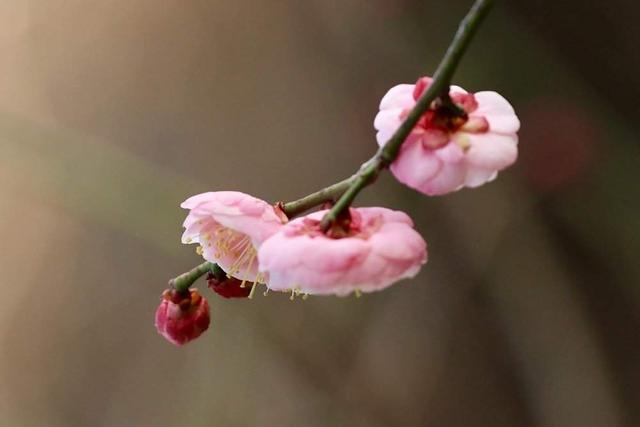 提前两个多月开放，趵突泉畔“梅”景迷人