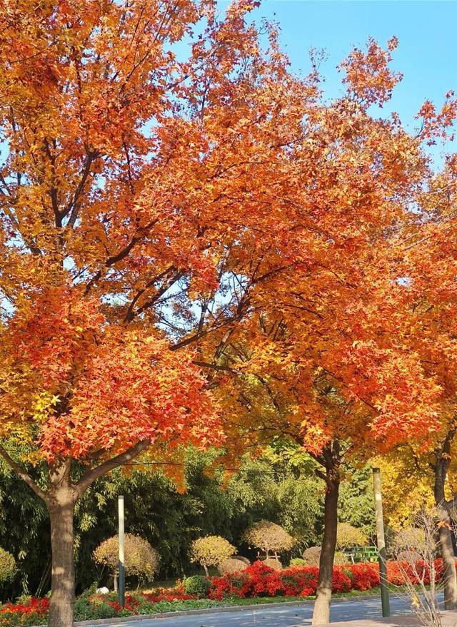 一键Get√氛围感！来这里，将海淀的秋收在镜头中——