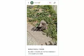 路边遇到这种诡异姿势的鸟，别碰！赶紧远离！图片