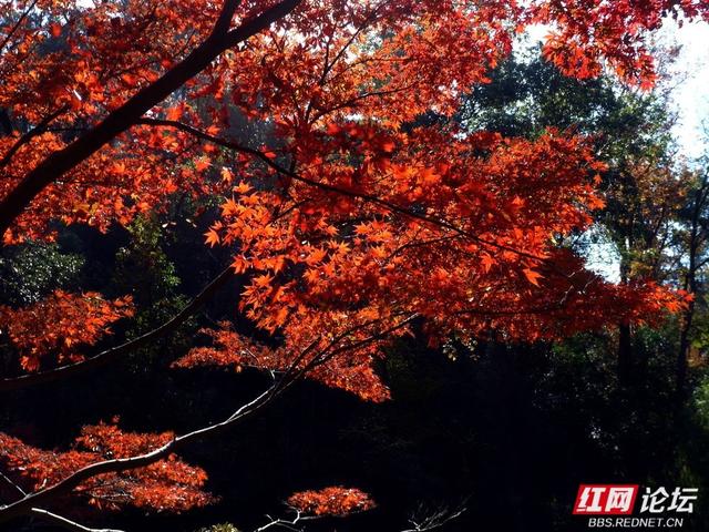 红叶漫染爱晚亭，今年岳麓山的枫景，是否能进你的心尖榜？