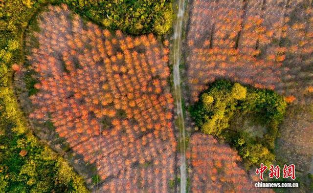 武汉江夏红枫林吸引游客观赏