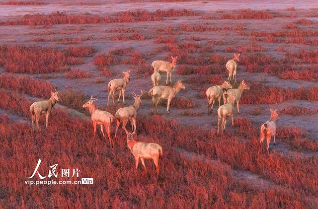 江苏东台：麋鹿漫步“红地毯”
