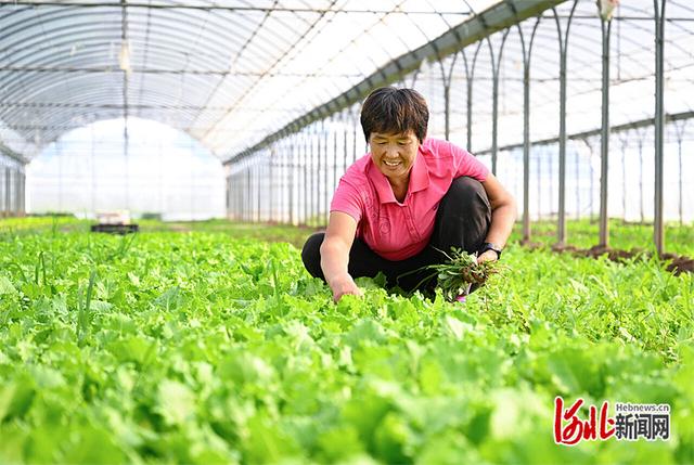 影像记录｜最美农村路，串起沧州运河好风景